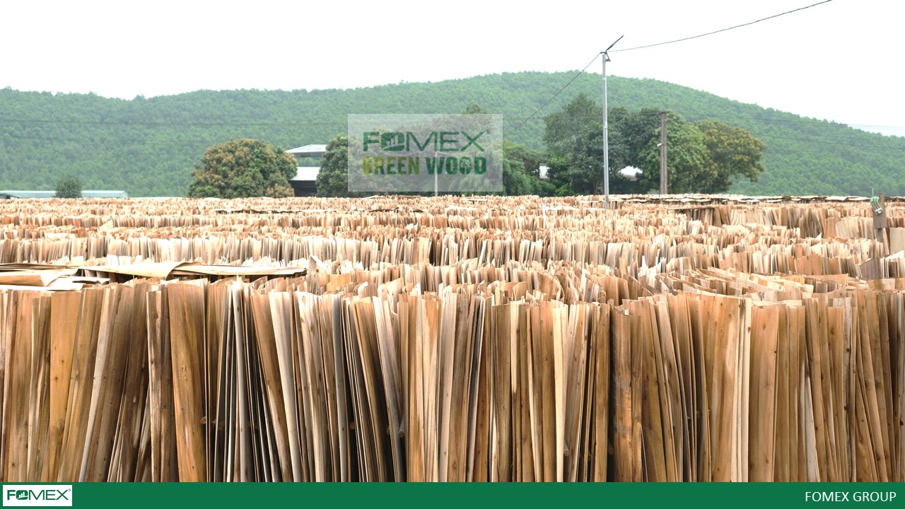 Acacia Veneer air-drying for the plywood manufacturing FOMEX Factory