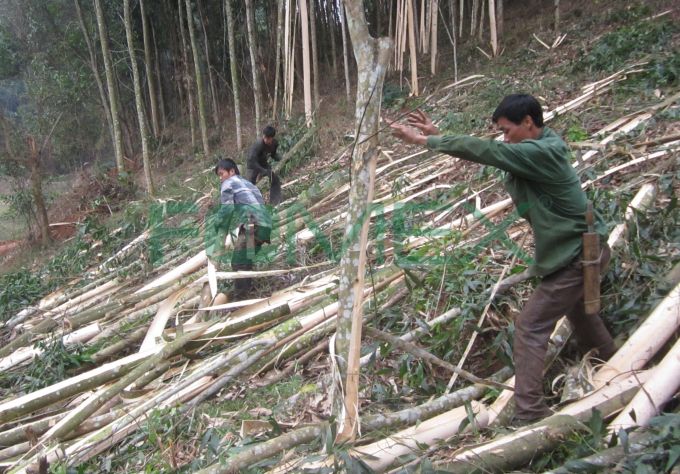 fomex-tran- tro-lang-phi-nguon-tai-nguyen-rung- Nghe-an 2