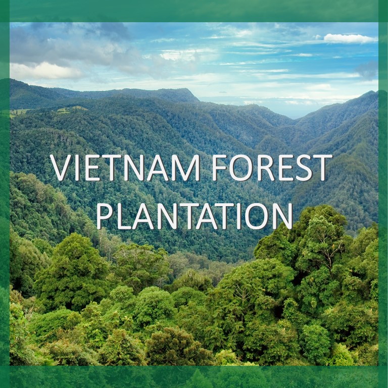 Vietnam Forest Plantation Characteristics