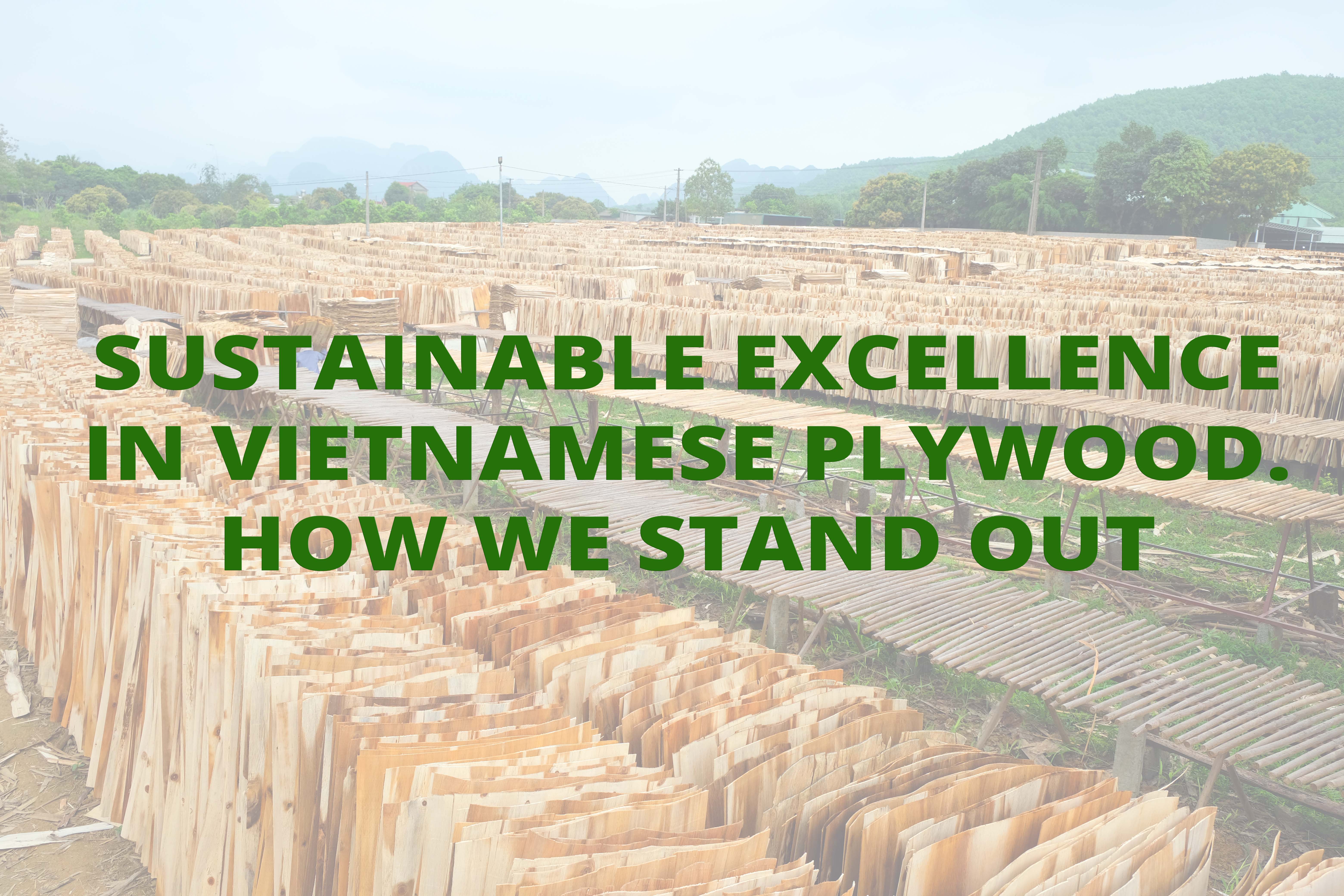 Sustainable Excellence in Vietnamese Plywood. How We Stand Out